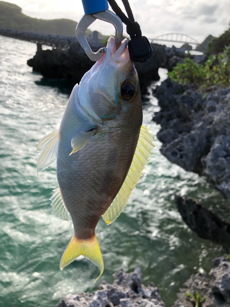 伊計島の謎ポイントで本命get 釣りジョの沖縄釣行